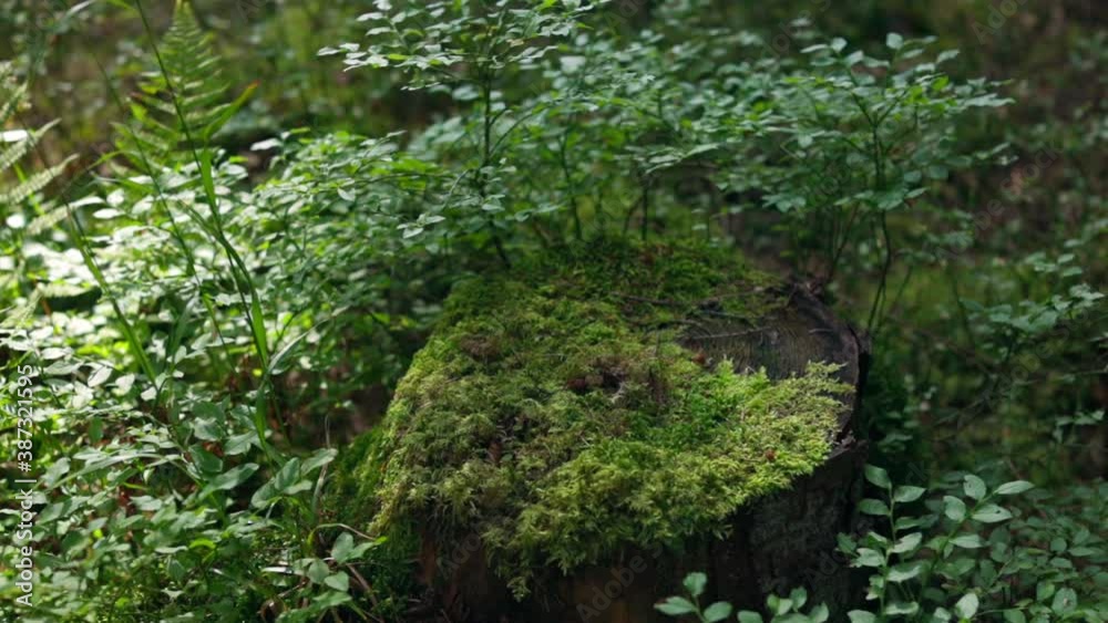 Green moss grown up cover the tree. Old tree stump covered with moss in the coniferous forest Green moss grown up cover the tree. Old tree stump covered with moss in the coniferous forest