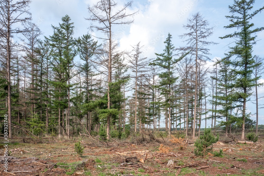 Storm damage in a forest in the Netherlands. Storm damage in a forest in the Netherlands.