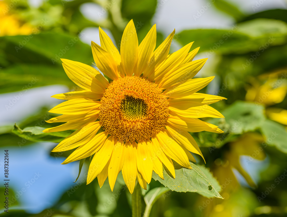sunflower flower head in the field sunflower flower head in the field