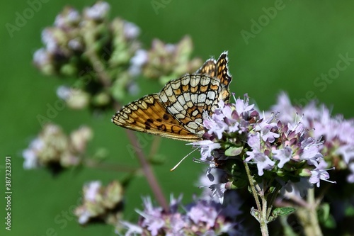 Ein Scheckenfalter (Schmetterling) photo