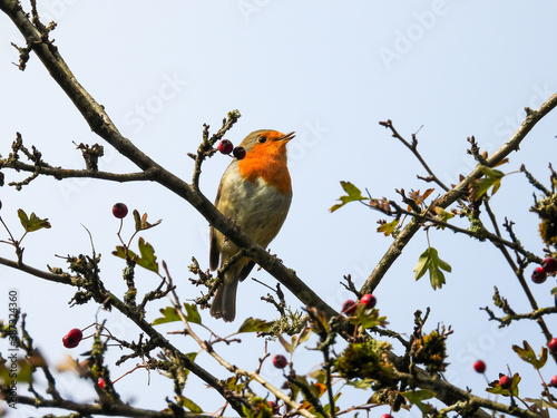 singing robin, erithacus rubecula on a branch with red berries © yvonne