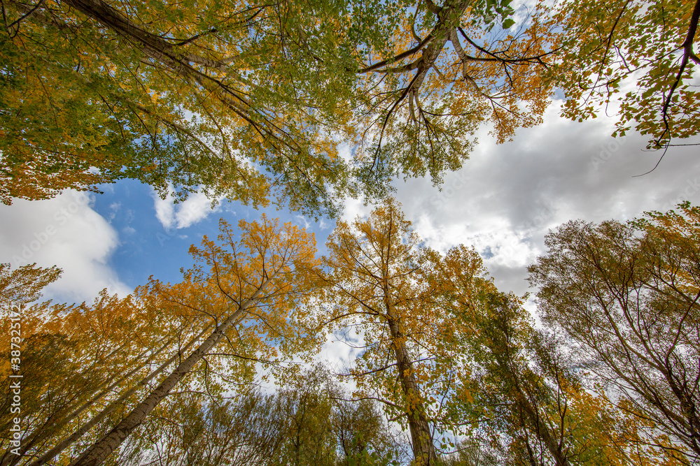 Fototapeta premium Color beauty of the autumn season