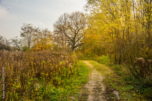 Fototapeta Naklejka Na Ścianę i Meble -  autumn landscape with yellow leaves