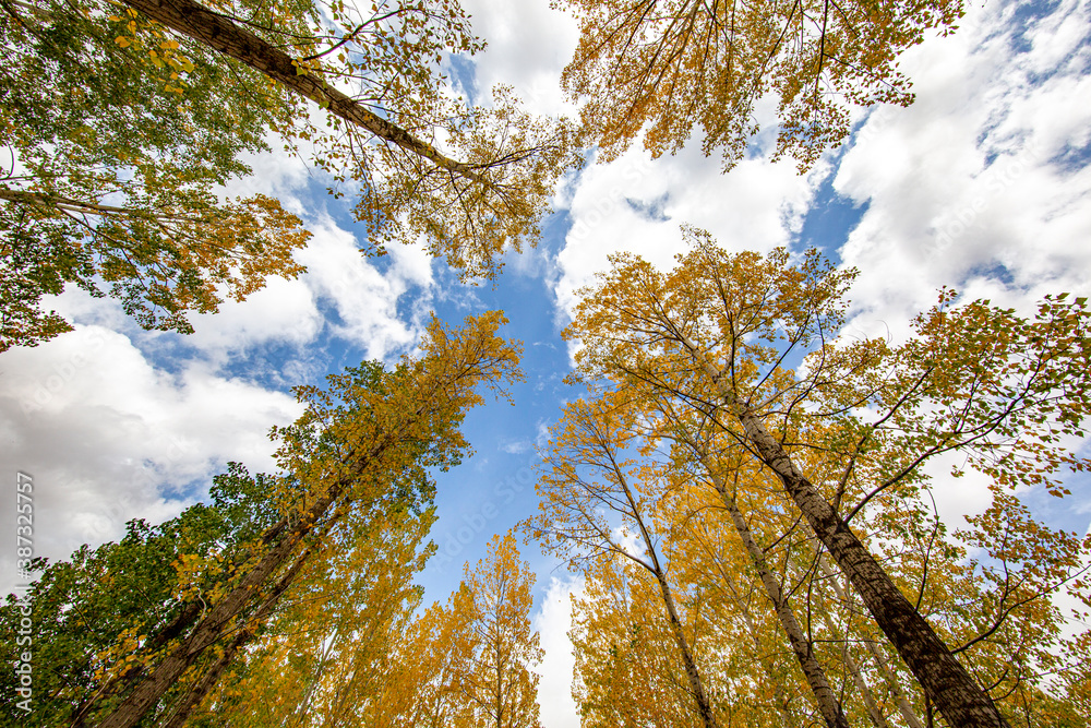 Fototapeta premium Color beauty of the autumn season