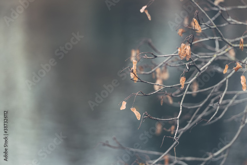 Autumn leaf alone on a branch-autumn background