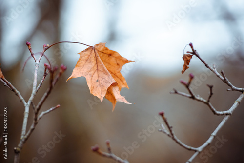 Autumn leaf alone on a branch-autumn background