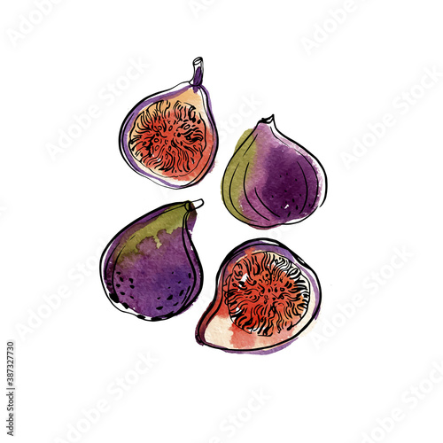 Fig. Fruit. Ink sketch of food by line on white background.