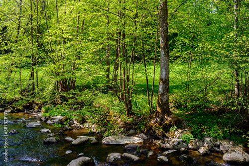 Fototapeta Naklejka Na Ścianę i Meble -  river in a forest in the austrian region mühlviertel near unterweitersdorf
