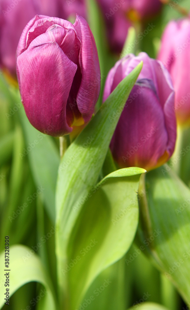 Tulip Copex with vivid purple petals with pink veins in spring Tulip Copex with vivid purple petals with pink veins in spring