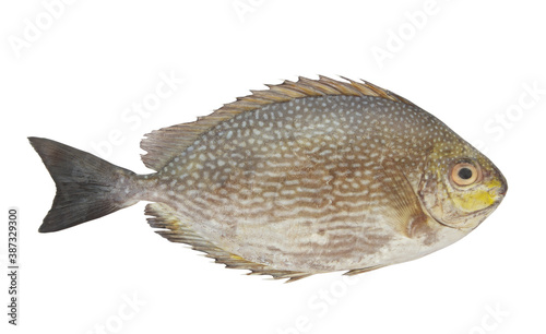 Rabbitfish or spinefoot fish isolated on white 