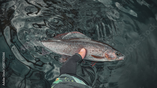 The fisherman holds a grayling in his hand. photo