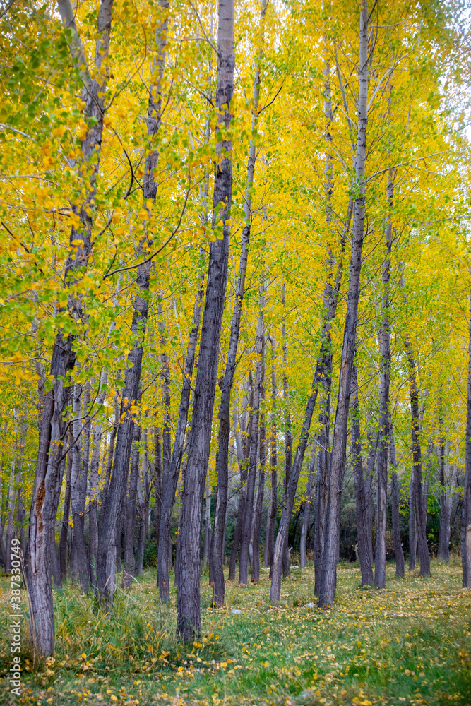 Color beauty of the autumn season Color beauty of the autumn season