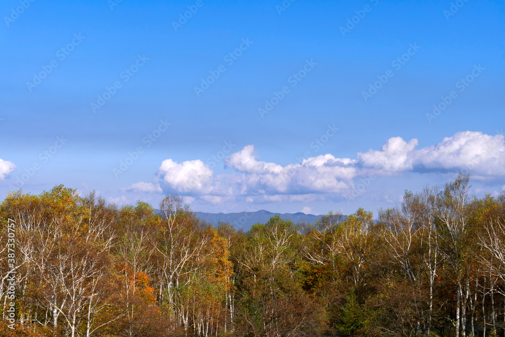 広い青空に紅葉した白樺林／八千穂レイク（長野県八千穂高原）