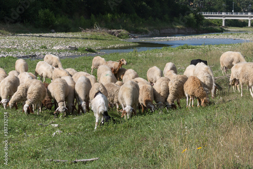 Flock of Sheep Grazing Grass in a Streambed in Springtime
