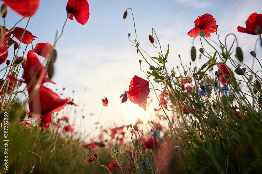 Obraz premium Beautiful landscape. Red poppy flowers field.