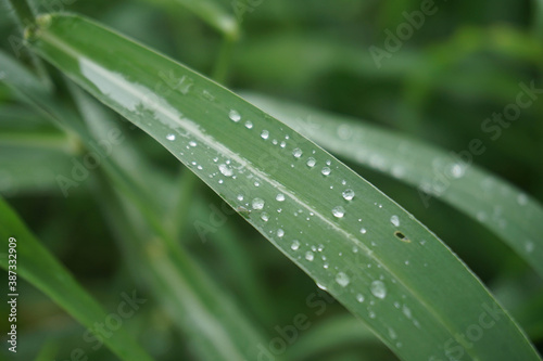 Water droplets on the green grass after the rain