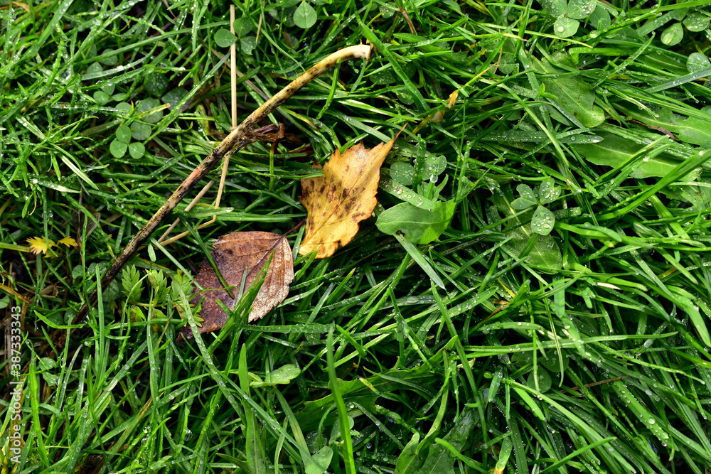 Fototapeta premium fallen leaves in wet grass