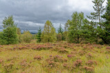View of Galloway Forest Park - Dumfries and Galloway - Scotland