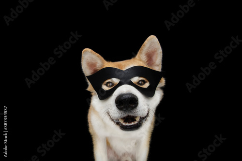Funny akita dog celebrating halloween, carnival or new year with a hero mask costume. Isolated on black background. © Sandra
