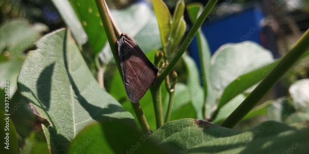 Beautiful brown butterfly hiding in in garden. Beautiful brown butterfly hiding in in garden.