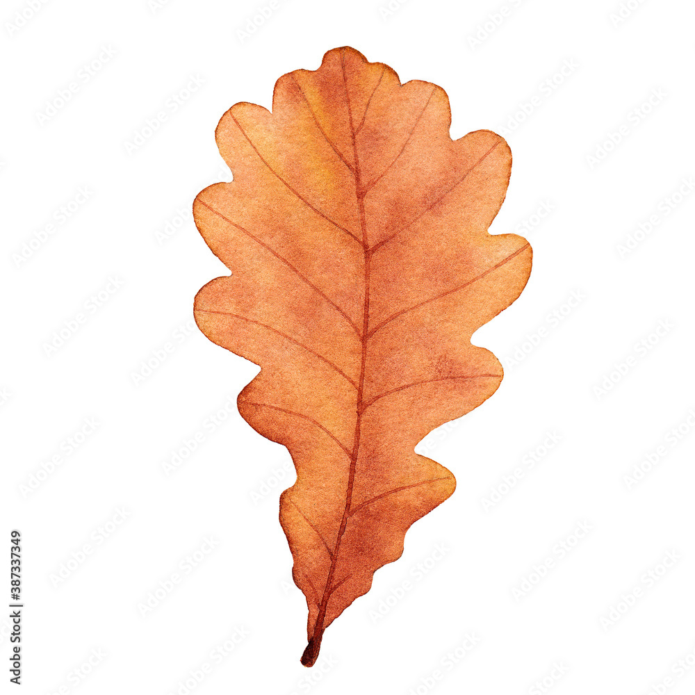 Fototapeta premium Watercolor autumn oak leaf. Hand drawn illustration isolated on white background.