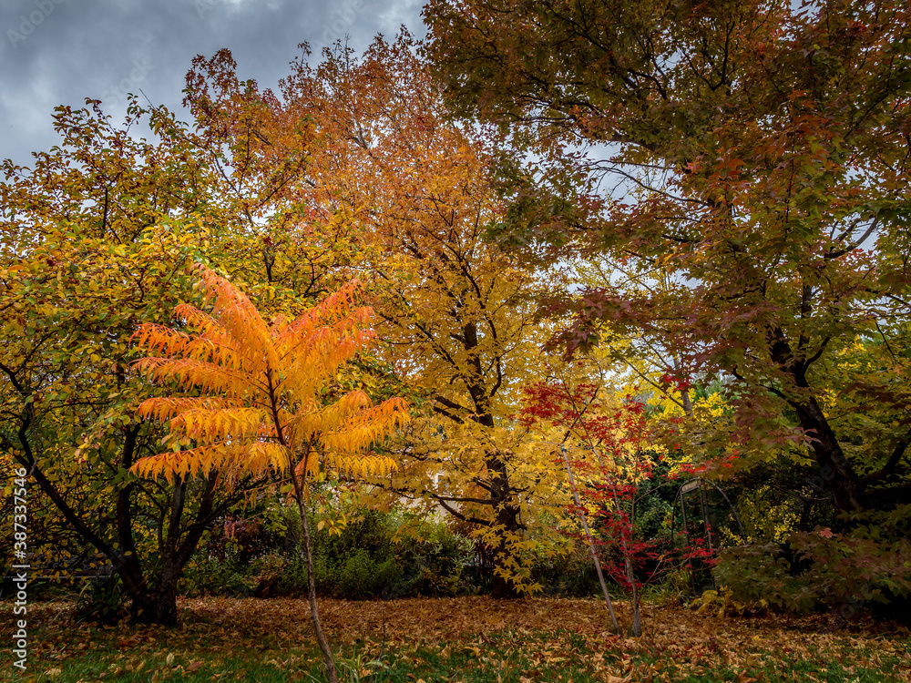 Trees in autumn colors in a garden