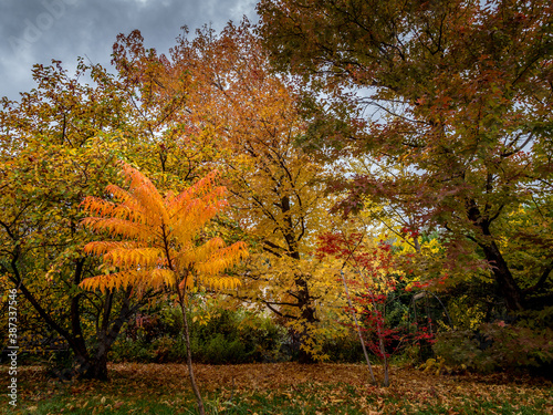 Trees in autumn colors in a garden