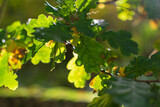 Acorn leaf