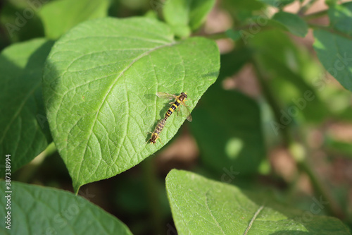 Two episyrphus balteatus insects mating on a green potato leaf. Two marmalade Hoverfly in the garden