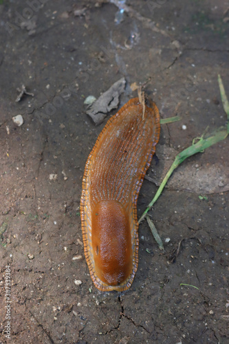 Large Red Slug on the ground in the garden. Arion rufus. agricutlural pest photo