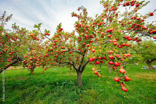 
apple and apple orchards, Amasya Apple