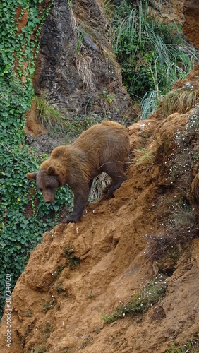 oso grizzly