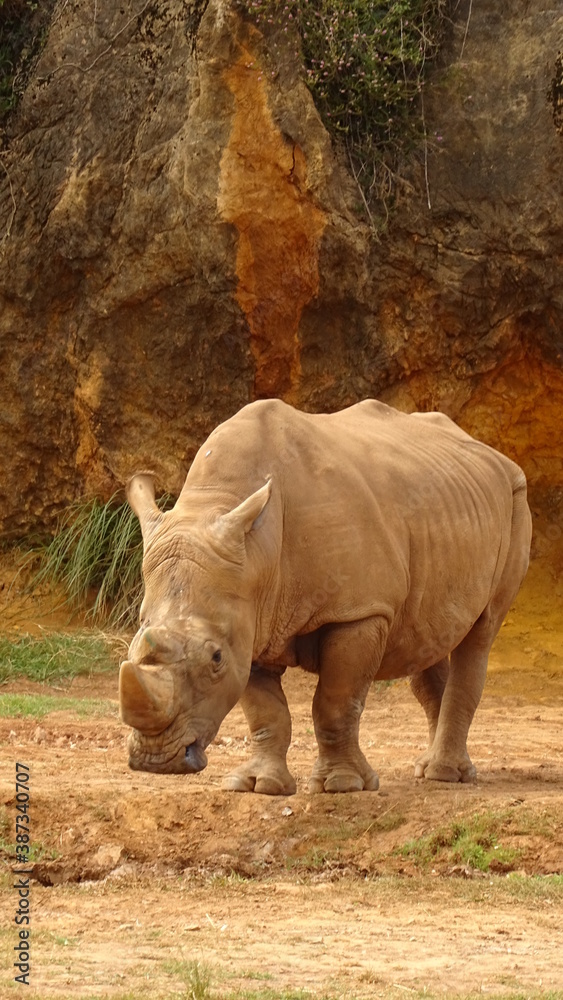 Fototapeta premium Rinoceronte