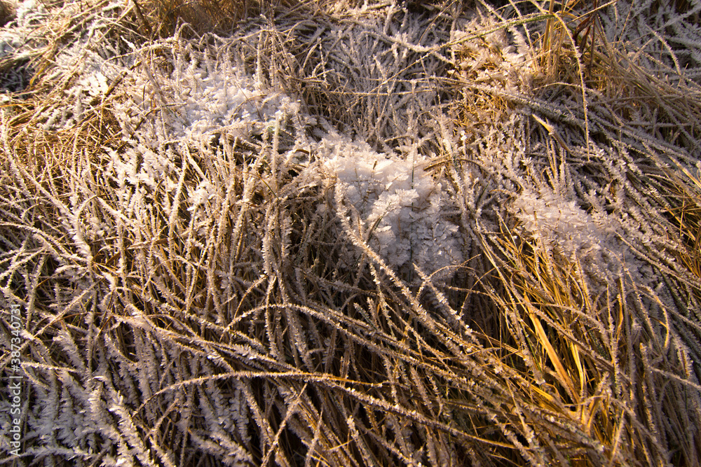 Yellowed grass is covered with a layer of snow Yellowed grass is covered with a layer of snow