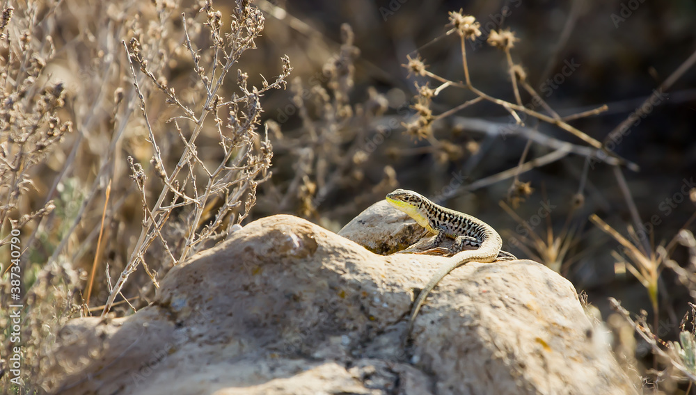 Fototapeta premium Beautiful Lizard on a stone basking in the sun
