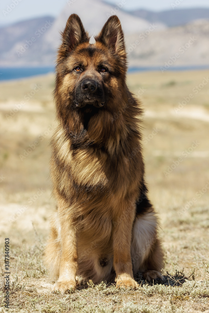 Dog Breed German Shepherd With Expressive Look Dog Breed German Shepherd With Expressive Look