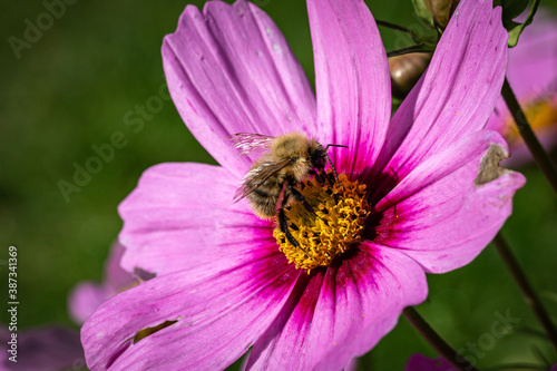 A Bumblebee Collecting Pollen from a Flower, in Late Summer
