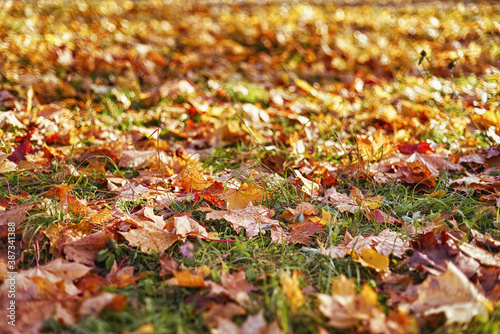 Bright autumn foliage on the ground