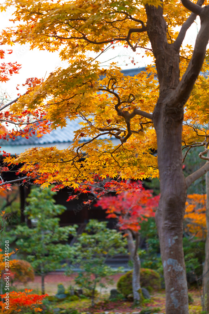 Fototapeta premium 南禅寺塔頭と紅葉