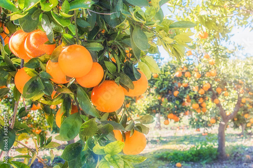 orange trees plantations