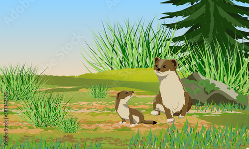 Summer brown ermine and her cub in the meadow. They also ate tall juicy grass. Wild animals of the arctic. Mustela erminea. Realistic vector landscape