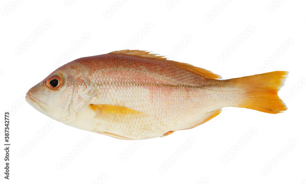 Obraz premium Snapper fish isolated on white background 