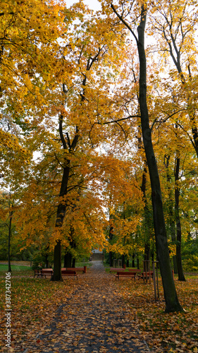 yellow autumn trees in a park