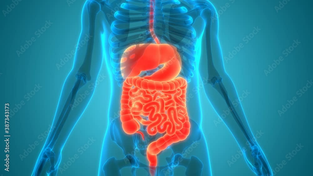 Human Digestive System Anatomy Animation Concept Stock Video | Adobe Stock