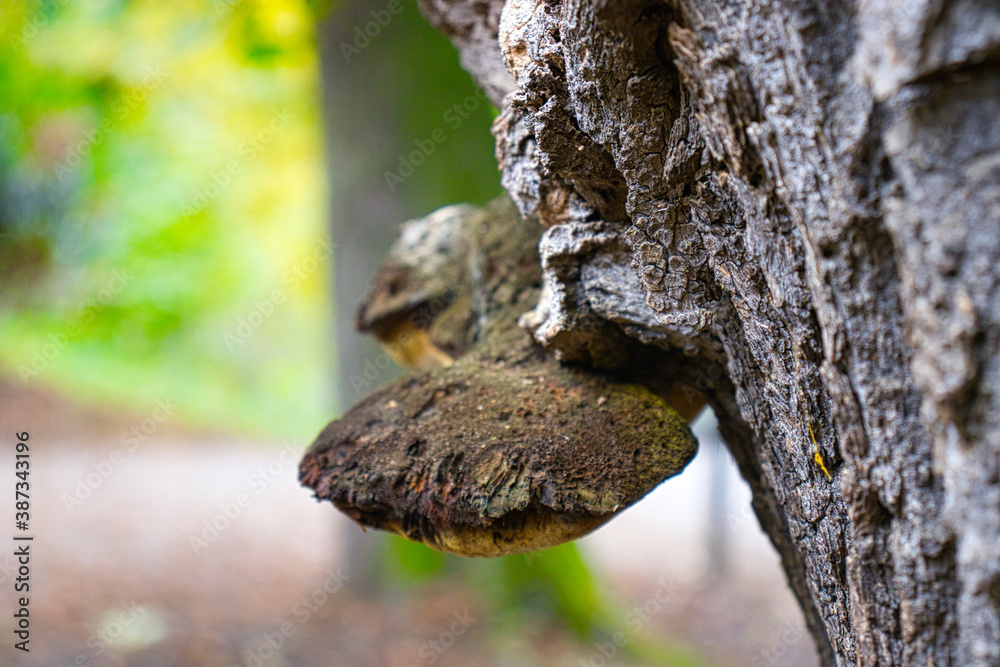 Schlossgarten Hanau Pilz am Baum Schlossgarten Hanau Pilz am Baum