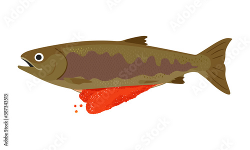 メスの子持ち鮭のイラスト。筋子やイクラとして食べる魚卵。