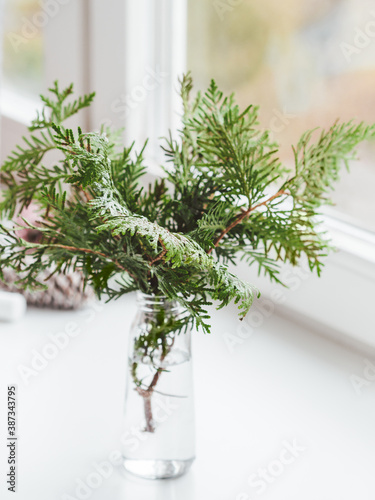 Vase with thuja branches stands on window sill. Sustainable alternative for Christmas tree. Caring for nature. Refusal to cut down spruce forests. New Year celebration.