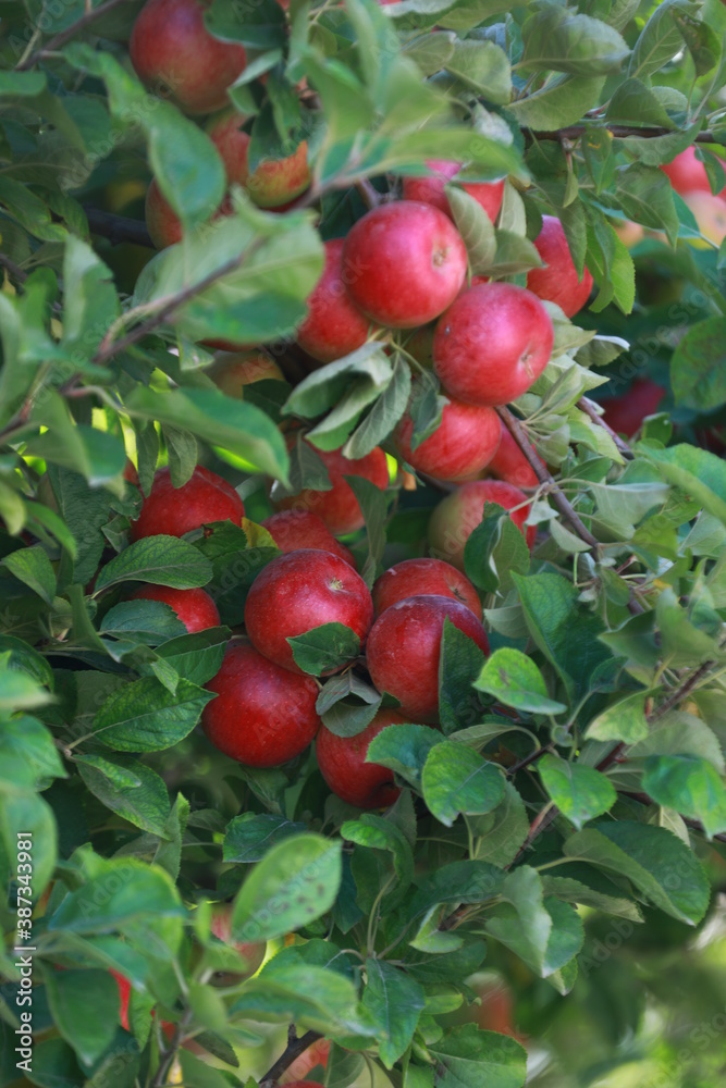 
apple and apple orchards, Amasya Apple