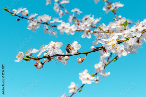 Cherry branch with flowers and bee on sky background