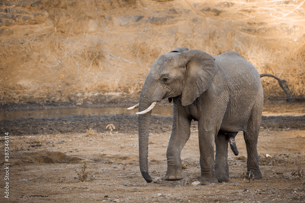 Fototapeta premium African bush elephant walking on riverside at dawn in Kruger National park, South Africa ; Specie Loxodonta africana family of Elephantidae